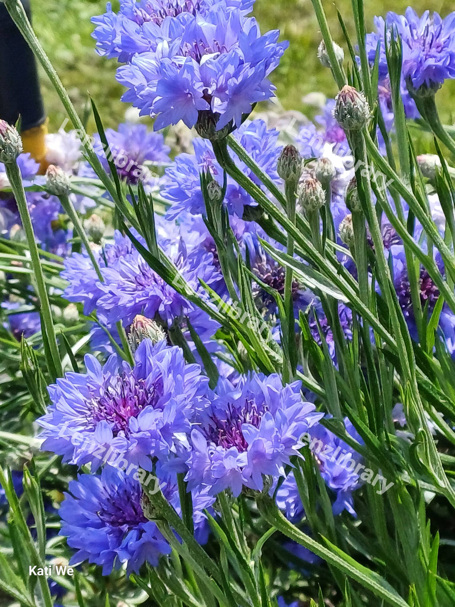 Purple-blue Corn Flowers